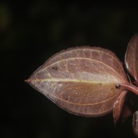 Anoectochilus regalis Blume